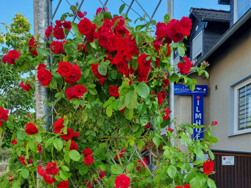 Pension Ilmhof in Bad Berka im Weimarer Land - www.ilmhof.de - urlaub in Weimarer Land in Thüringen Pension Ilmhof in Bad Berka im Weimarer Land - www.ilmhof.de - urlaub in Weimarer Land in Thüringen